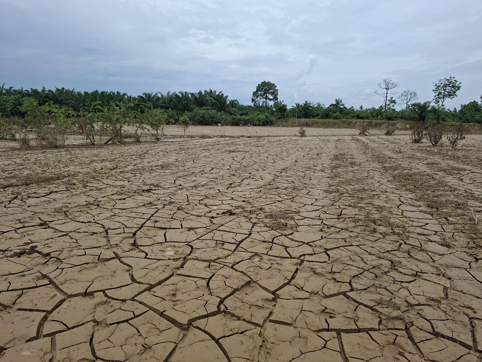 Kondisi Tanaman Cabai milik Petani Aceh Tamiang, Abdul Razzaq, mati tertimbun material lumpur sisa banjir bandang yang terjadi akhir tahun 2025 kemarin. Foto: zulfitra/gpriority.