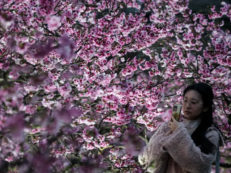 Festival bunga sakura tahun ini batal diselenggarakan/Foto : Dok. AFP