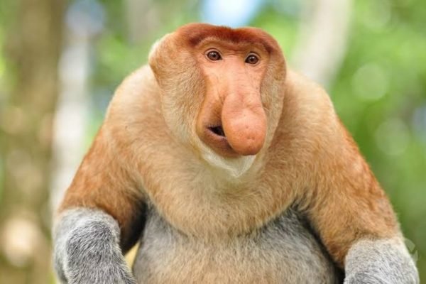 Bekantan, fauna ikonik Kalimantan/Foto : Dok. Pemprov Kalimantan Selatan