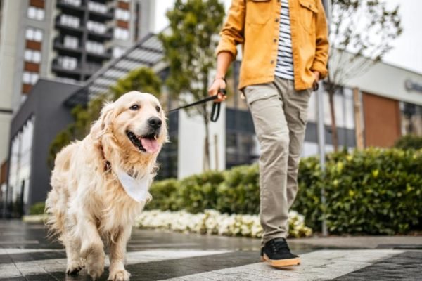 Memelihara anjing memiliki banyak manfaat, salah satunya memperpanjang umur pemiliknya/Foto : Ilustrasi Dok. PetMD