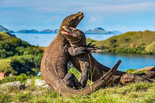 Taman Nasional Komodo/Foto : Dok. Istimewa