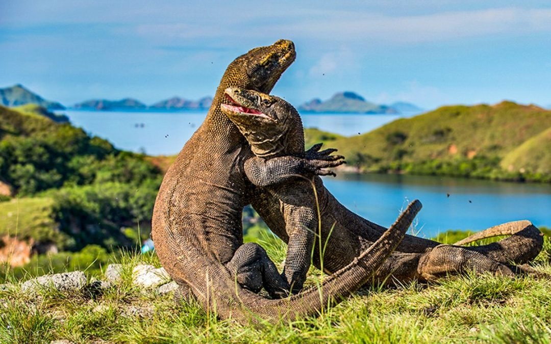 Taman Nasional Komodo/Foto : Dok. Istimewa
