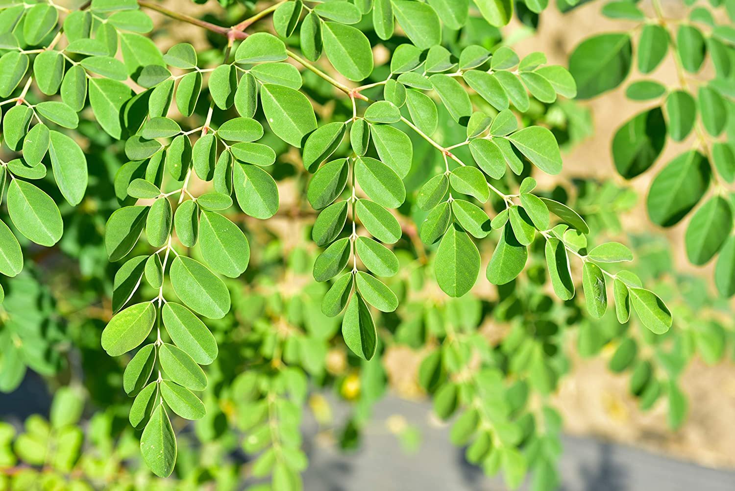 Ilustrasi kelor (moringa oleifera) yang bisa mengatasi masalah mikroplastik pada air minum/Foto : Dok. Shutterstock