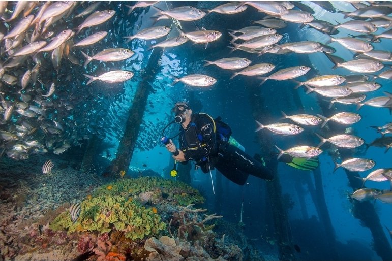 Spot Diving di Raja Ampat. Foto: papuaparadise