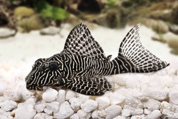 Ilustrasi ikan sapu-sapu/Foto : Dok. iStock