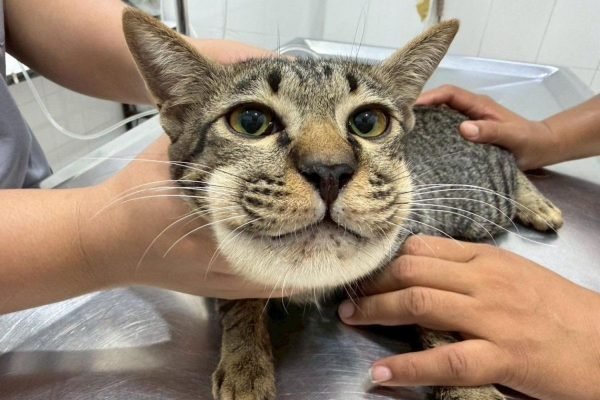 Wajah kucing di Thailand bengkak usai diberi parasetamol oleh pemiliknya/Foto : Dok. Bangkok Post