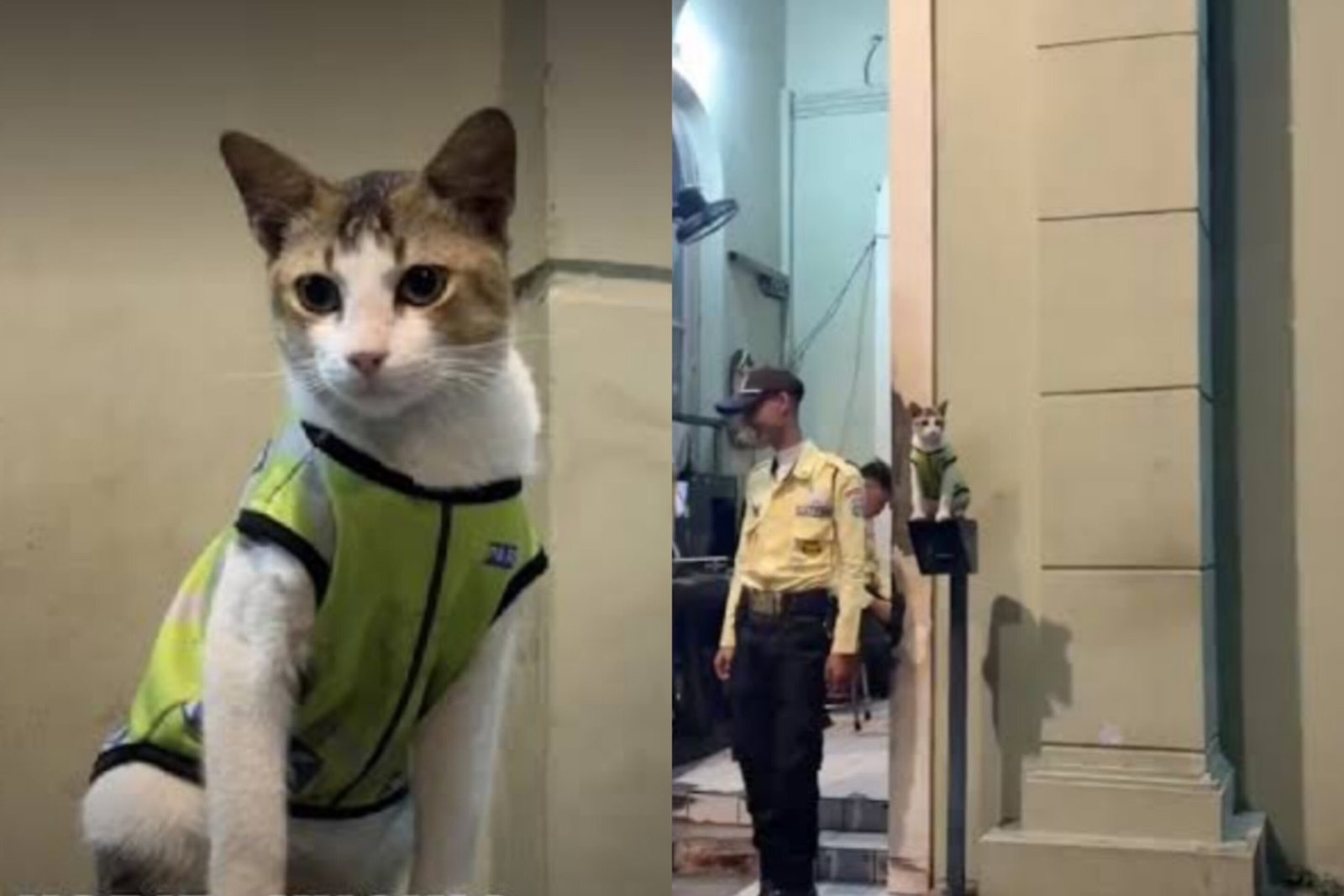 Ujang Qodir, kucing viral di Cikarang yang disebut jadi satpam kompleks/Foto : Tangkapan Layar Media Sosial