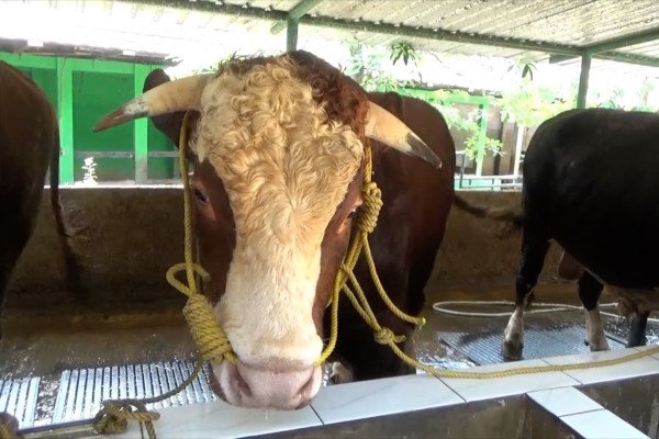 Sapi Srontot dari Bantul menjadi pilihan hewan kurban Presiden Prabowo/Foto : Dok. Tangkapan Layar Instagram