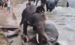 Gajah mengamuk di India. Foto: Tangkapan layar X/timesnow