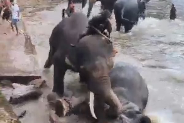 Gajah mengamuk di India. Foto: Tangkapan layar X/timesnow