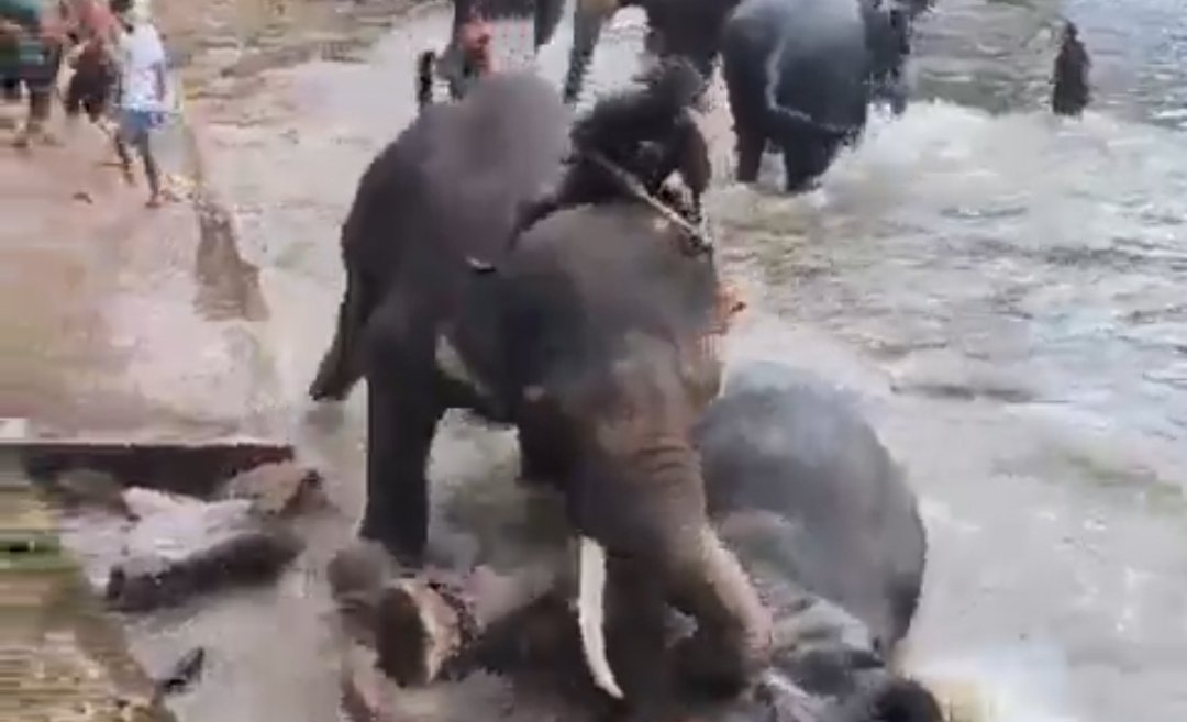 Gajah mengamuk di India. Foto: Tangkapan layar X/timesnow