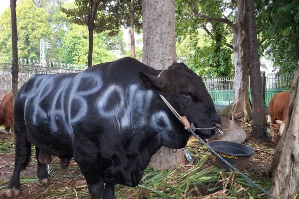 Salah satu sapi kurban Prabowo di Masjid Istqilal/Foto : Dok. Istimewa