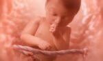 Ilustrasi bayi dalam kandungan/Foto : Dok. The Guardian