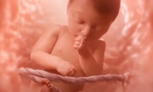 Ilustrasi bayi dalam kandungan/Foto : Dok. The Guardian