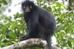 Spesies baru Colobus congoensis atau monyet bibir oranye tanpa ibu jari ditemukan di Kongo, Afrika/Foto : Dok. Istimewa