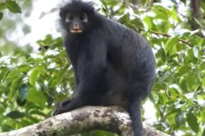 Spesies baru Colobus congoensis atau monyet bibir oranye tanpa ibu jari ditemukan di Kongo, Afrika/Foto : Dok. Istimewa