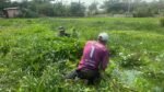 Akim, petani sayur yang menggarap lahan kosong di sekitar Jakarta International Stadium (JIS), Jakarta Utara/Foto : Dok. GPriority (Nindya Farhah Azzahrah)