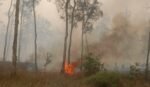 Karhutla di Nabire sebabkan indeks kualitas udara di Nabire berada pada angka 199 pada 16 September 2026, yang masuk kategori tidak sehat/Foto : Dok. WALHI Papua