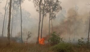 Sekitar 70.808 hektare kawasan di 47 taman nasional Indonesia tercatat terbakar sepanjang Januari hingga September 2026/Foto : Dok. WALHI Papua