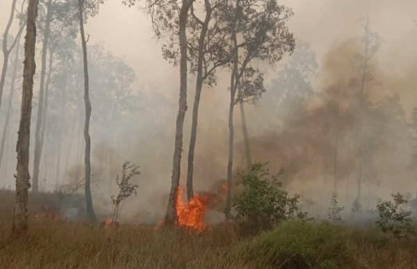 Karhutla di Nabire sebabkan indeks kualitas udara di Nabire berada pada angka 199 pada 16 September 2026, yang masuk kategori tidak sehat/Foto : Dok. WALHI Papua