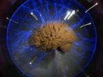 Studi yang dipublikasikan di jurnal Nature Neuroscience pada 18 September 2026 menemukan bahwa otak manusia berkembang dari dua sistem saraf berbeda yang kemudian menyatu dan bekerja sebagai satu kesatuan/Foto : Ilustrasi Dok. iStock