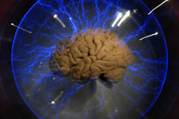 Studi yang dipublikasikan di jurnal Nature Neuroscience pada 18 September 2026 menemukan bahwa otak manusia berkembang dari dua sistem saraf berbeda yang kemudian menyatu dan bekerja sebagai satu kesatuan/Foto : Ilustrasi Dok. iStock