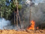 Karhutla di Papua Selatan mencapai 25.838,53 hektare berdasarkan data Kemenhut/Foto : Dok. Istimewa