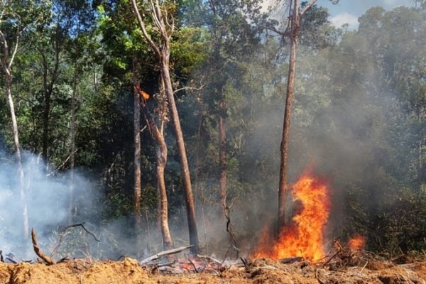 Karhutla di Papua Selatan mencapai 25.838,53 hektare berdasarkan data Kemenhut/Foto : Dok. Istimewa