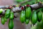 Belimbing wuluh yang biasa digunakan sebagai bumbu masakan di Indonesia mendadak menjadi perbincangan setelah diketahui dijual dengan harga fantastis di Korea Selatan/Foto : Dok. Mongabay