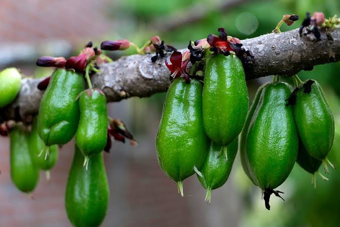 Belimbing wuluh yang biasa digunakan sebagai bumbu masakan di Indonesia mendadak menjadi perbincangan setelah diketahui dijual dengan harga fantastis di Korea Selatan/Foto : Dok. Mongabay